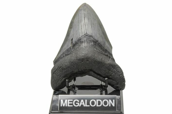 Fossil Megalodon Tooth - South Carolina #214707